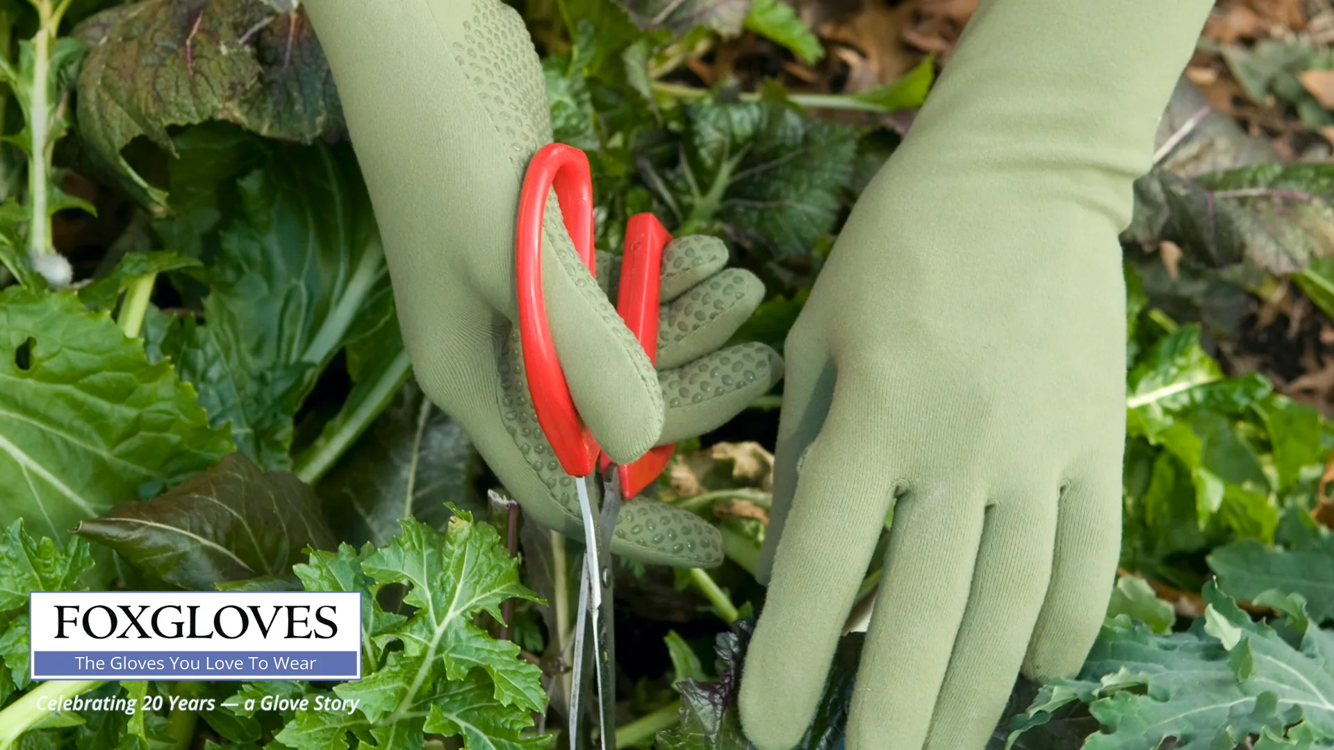 Illustrative example of foxgloves gardening gloves from Google Search